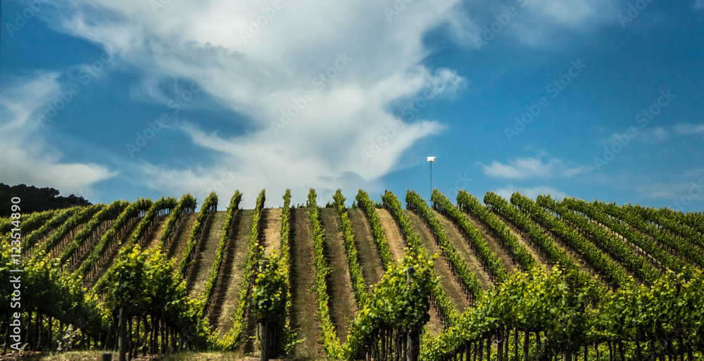 Fototapeta premium Green Field & clouds farms