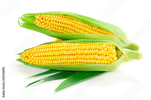 Corn isolated on white