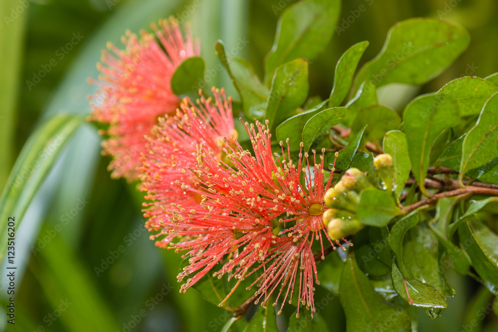closeup of pink pohutukawa tree flowers in bloom closeup of pink pohutukawa tree flowers in bloom
