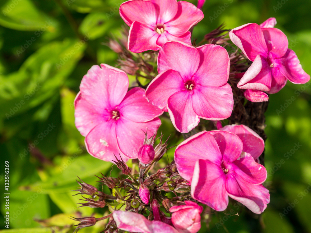 Pink Phlox Flowers Pink Phlox Flowers