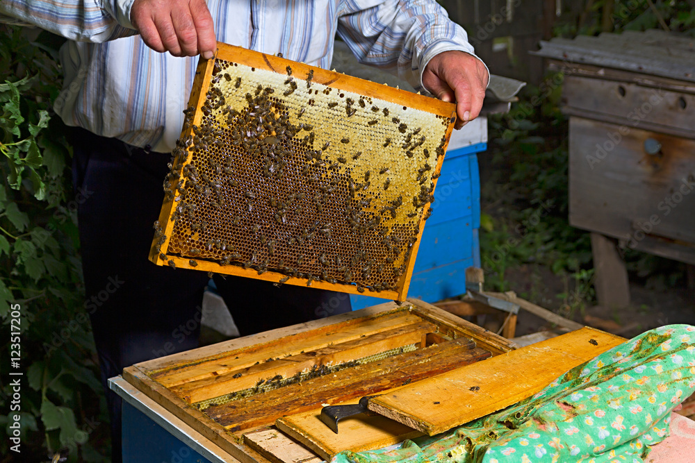 Honeycomb with bees and honey beekeeper beekeeping Honeycomb with bees and honey beekeeper beekeeping