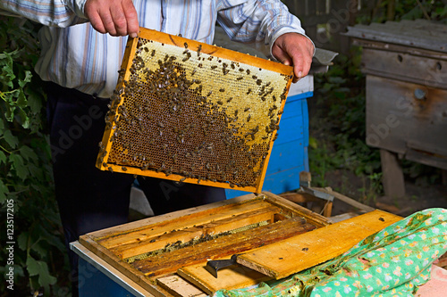 Honeycomb with bees and honey beekeeper beekeeping