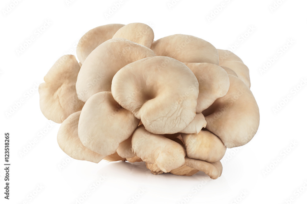 Pleurotus ostreatus isolated on white background. Pleurotus ostreatus isolated on white background.