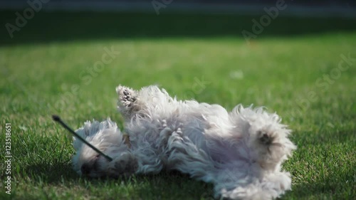 Wallpaper Mural West highland white terrier. Cute and furry dog on a leash. White dog walking on the green lawn. The dog sniffs the grass. Dog somersaults in the grass. Dog happiness. walking the dog. Dog Lovers. Torontodigital.ca