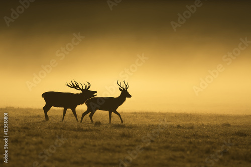 Red deer during misty morning