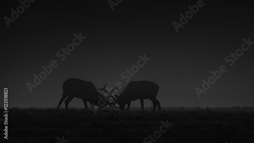 Red deer fighting during rut © kanuaq