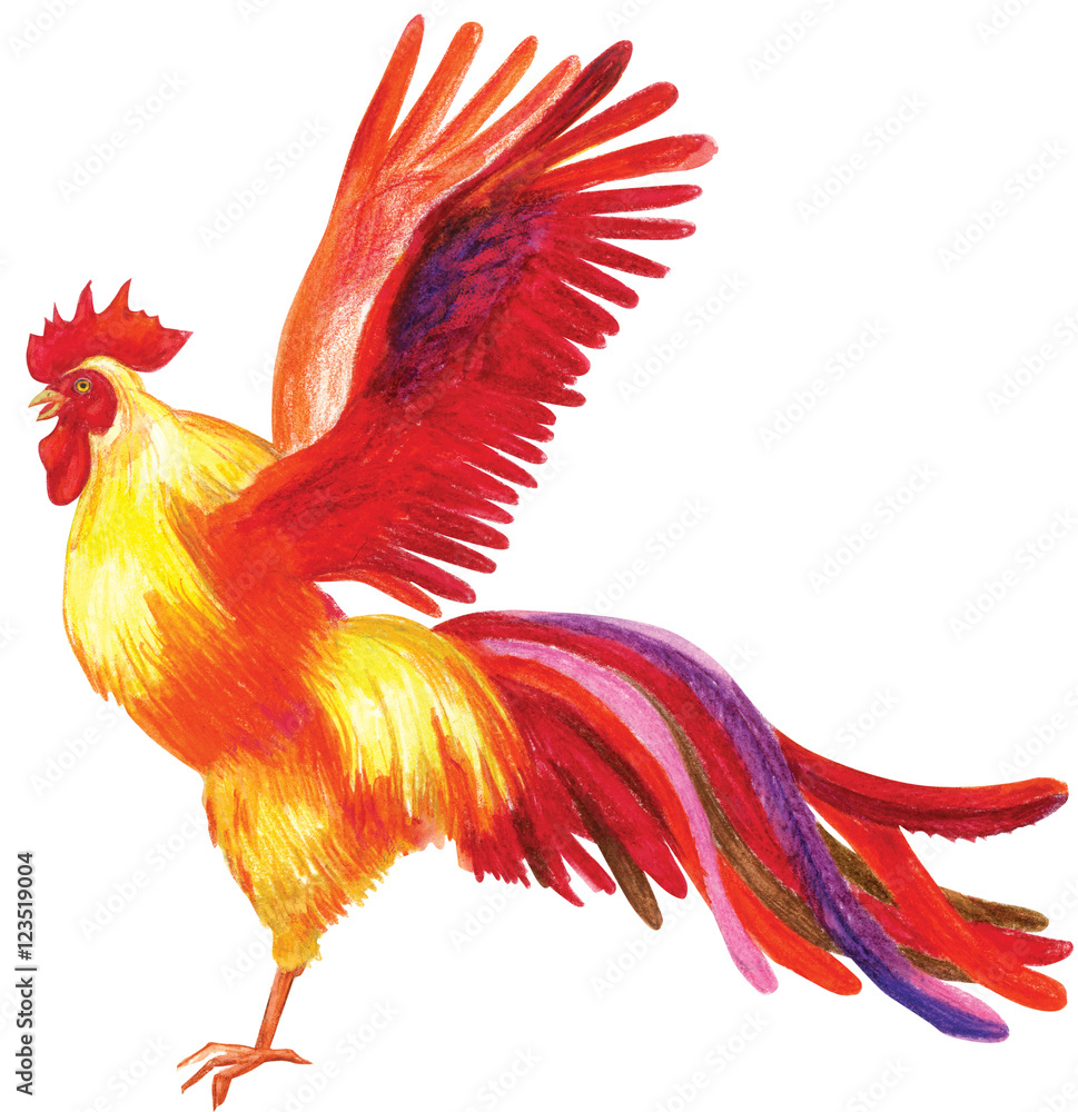 Fototapeta Pencil drawing of a rooster
