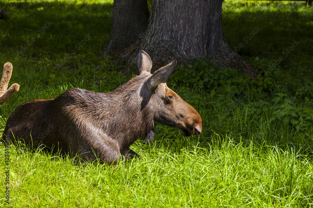 Fototapeta premium elk lying on the grass, Bialowieza National Park