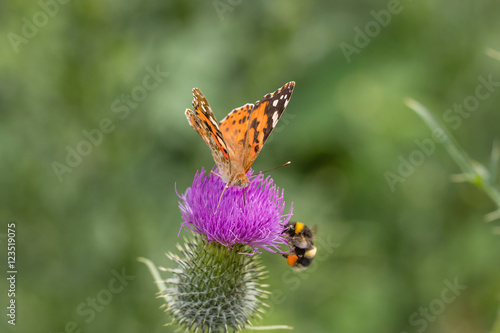 schmetterlinge photo