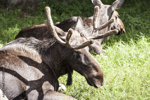 moose, Bialowieza National Park