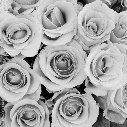 The group of beautiful roses flower in black and white tone blackground for Valentine's day.