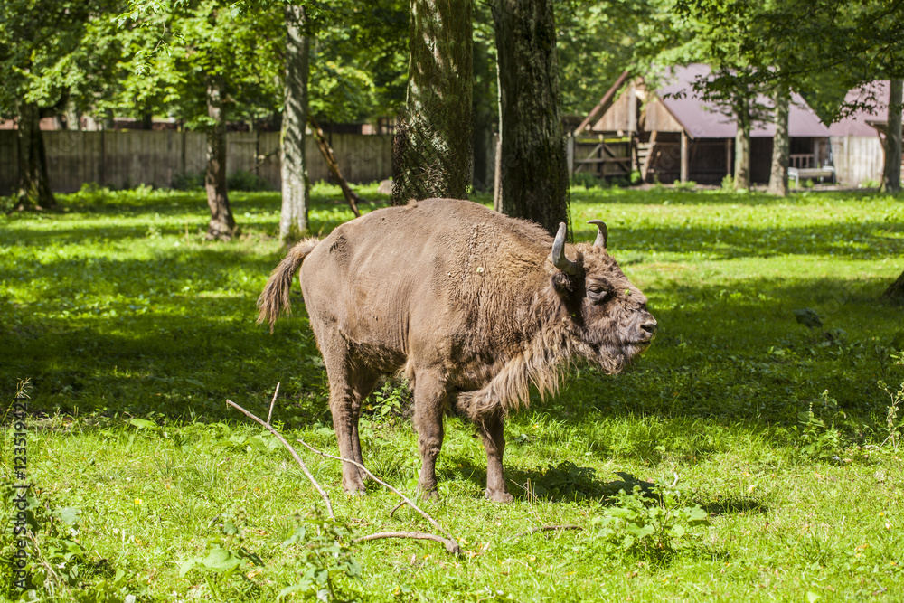 beautiful specimen of bison in the Bialowieza National Park beautiful specimen of bison in the Bialowieza National Park