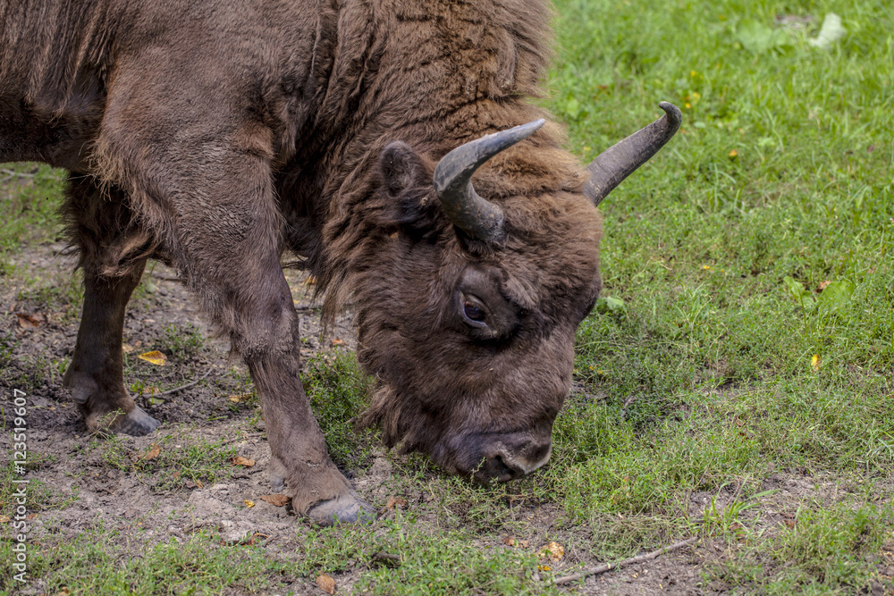 Bison eats the grass in the Bialowieza National Park Bison eats the grass in the Bialowieza National Park
