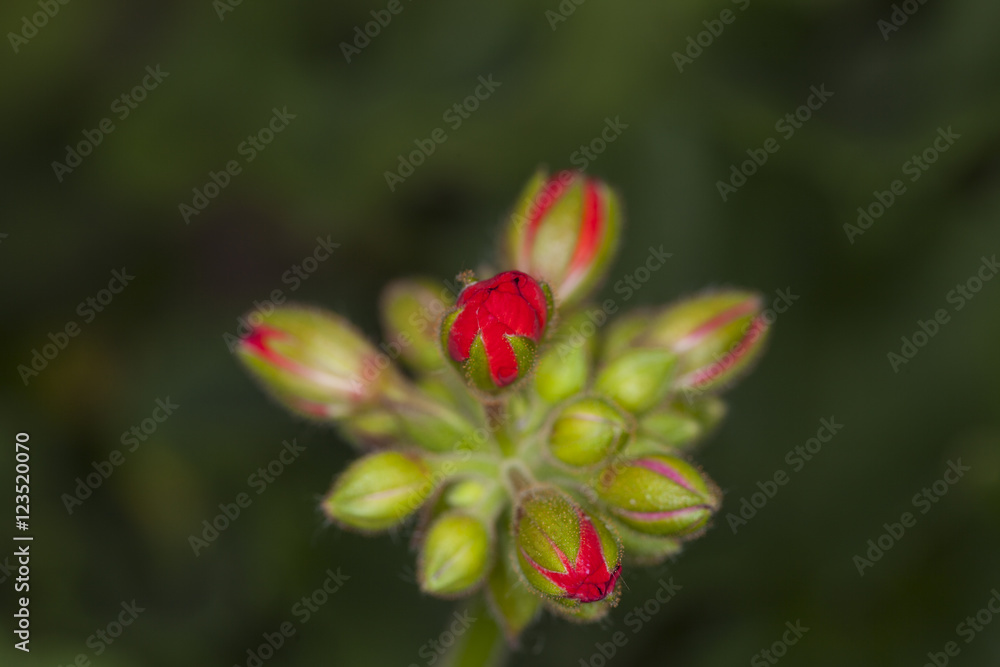 beautiful small red flower, top view beautiful small red flower, top view
