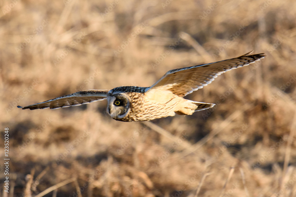 Obraz premium コミミズク