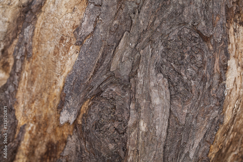 Old walnut tree trunk detail Old walnut tree trunk detail