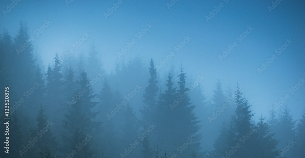 fog forest trees panorama fog forest trees panorama