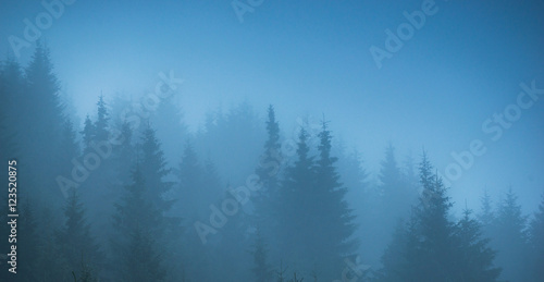 fog forest trees panorama