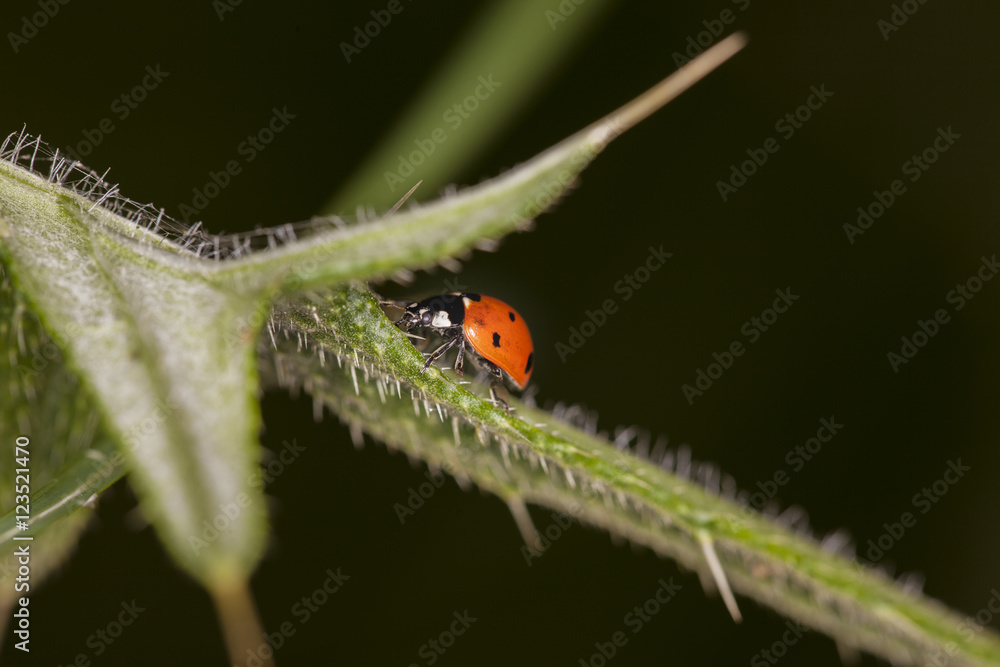 Naklejka premium ladybug climbs on the leaf