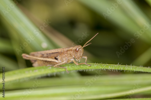 grasshopper sitting on the grass