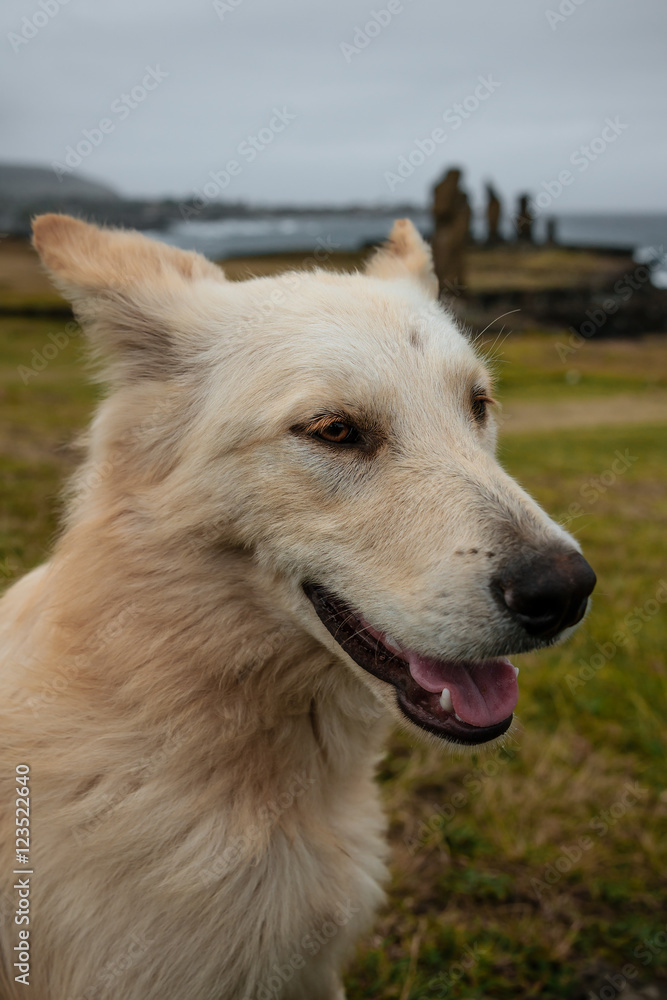 Street dog Street dog