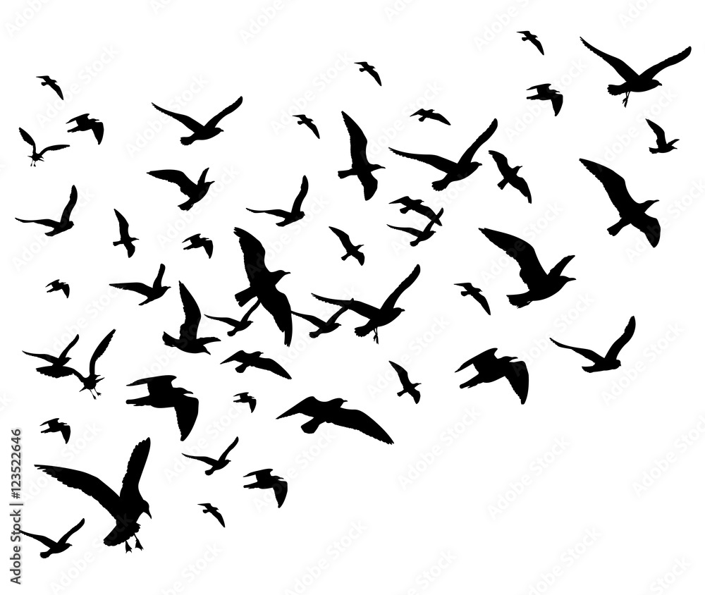 Flying birds flock vector illustration isolated on white background