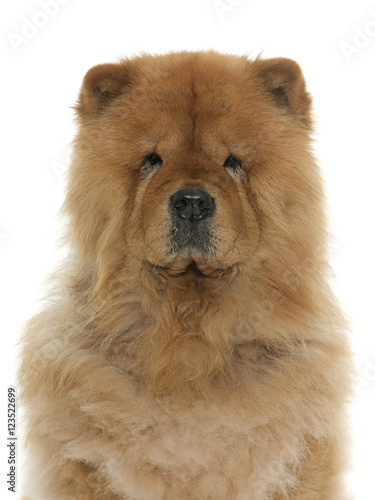 chow chow in studio