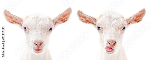 Portrait of a serious and fun goats