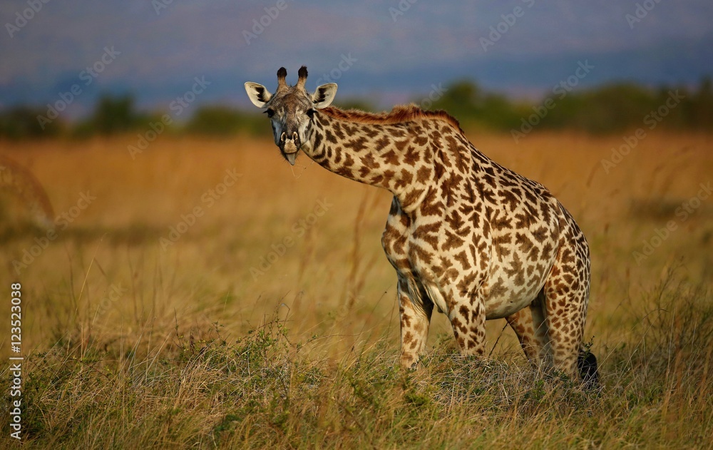 Obraz premium Giraffe in the beautiful nature habitat, wild africa, this is africa, colourful bush in Tanzania, beauty and gentility