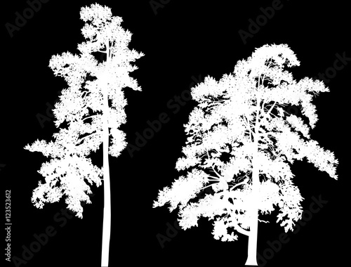 two white large pine silhouettes on black