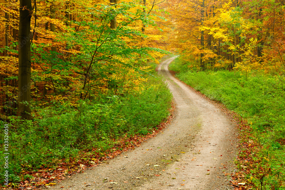 Winding Dirt Road through Forest of Beech Trees in Autumn, Leaves Changing Colour Winding Dirt Road through Forest of Beech Trees in Autumn, Leaves Changing Colour