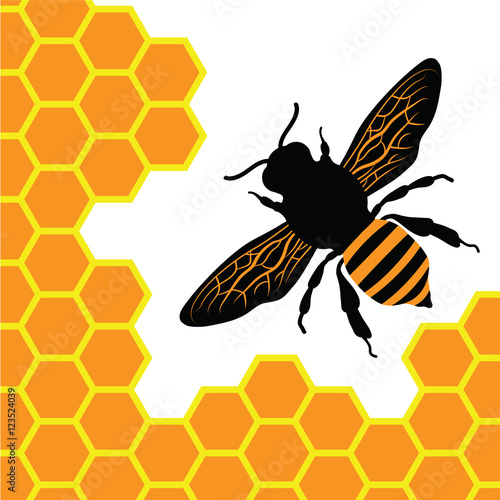 Bee_and_honey_cells_on_background