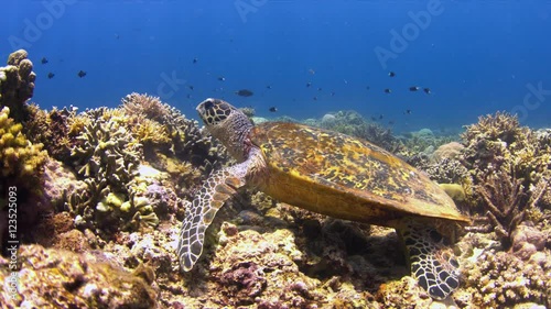 Hawksbill turtle on a Coral reef while eating. Close up. 4k footage