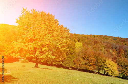 Magic landscape with a tree with yellow leaves against the sky i