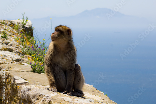 Berberaffe auf Gibraltar © Kai Braun