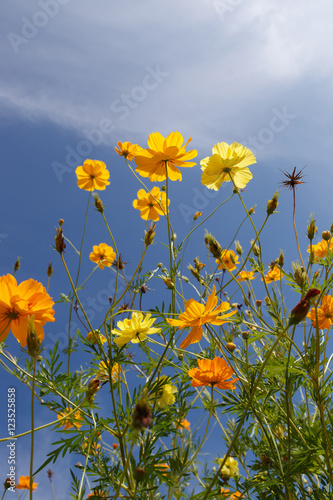 Cosmos flowers with cloud and blue sky background