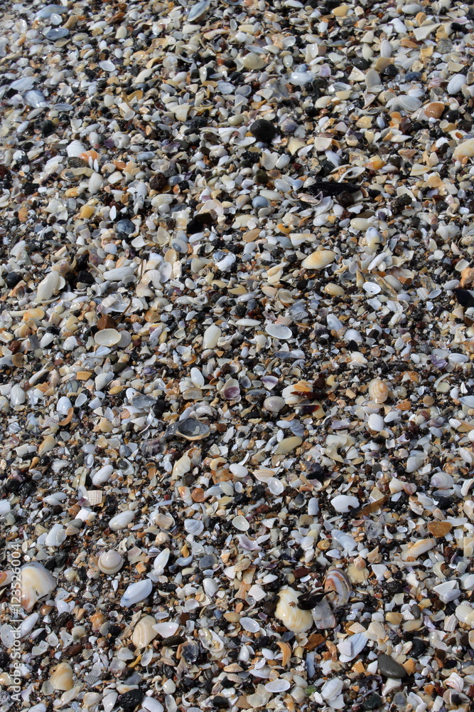 Ground covered in shells