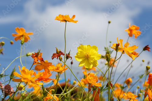 Cosmos flowers with cloud and blue sky background © weerajata