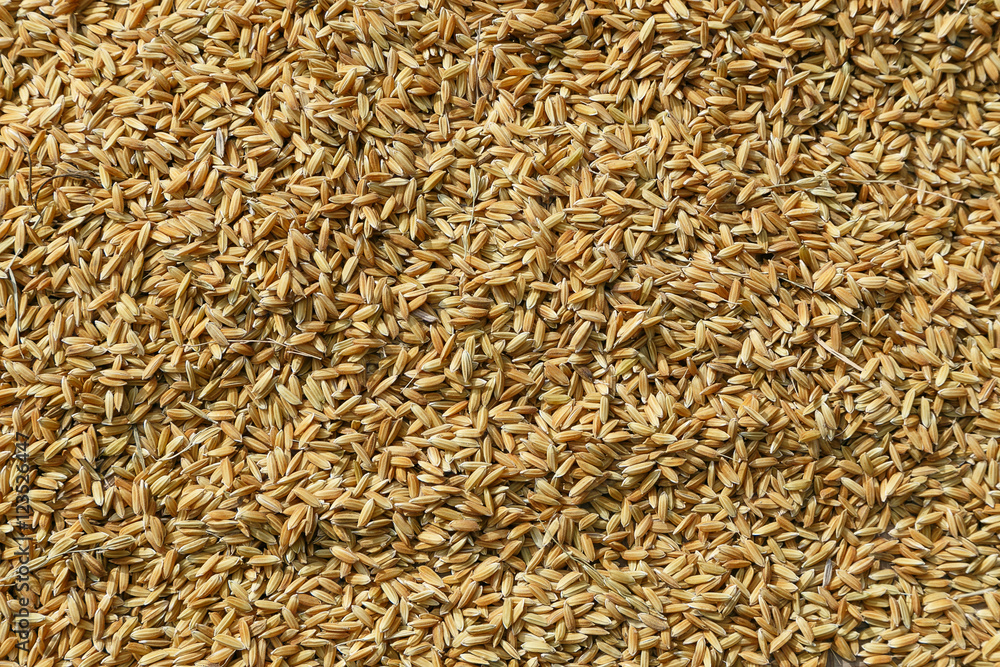 background dry paddy background dry paddy