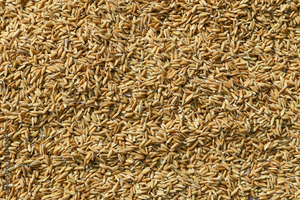 background dry paddy