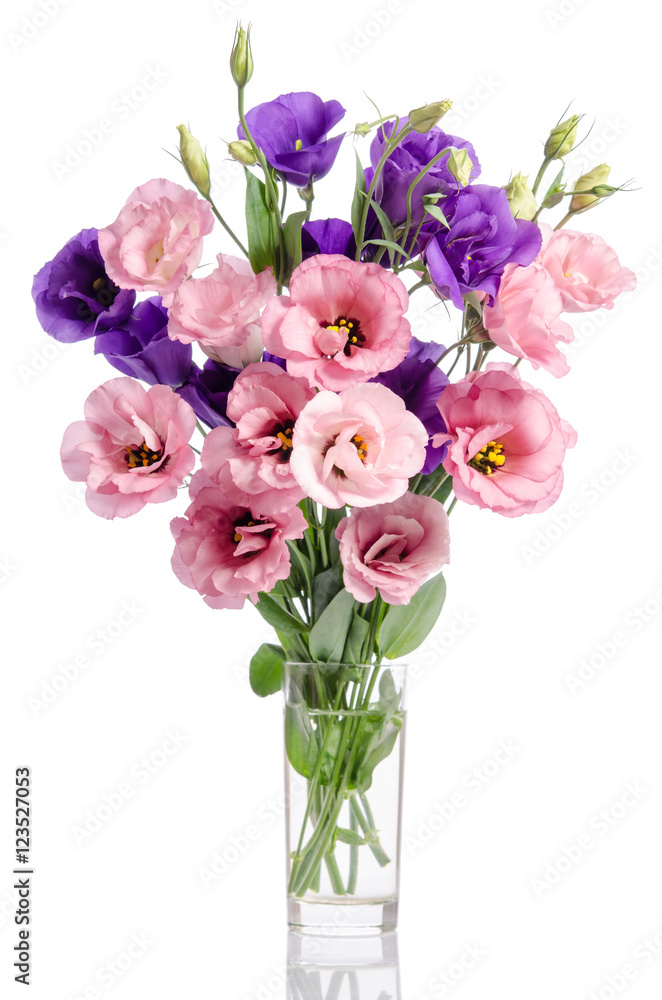 bunch of violet and pink eustoma flowers in glass vase isolated