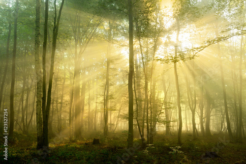Forest of Deciduous Trees Illuminated by Sunbeams through Fog © AVTG