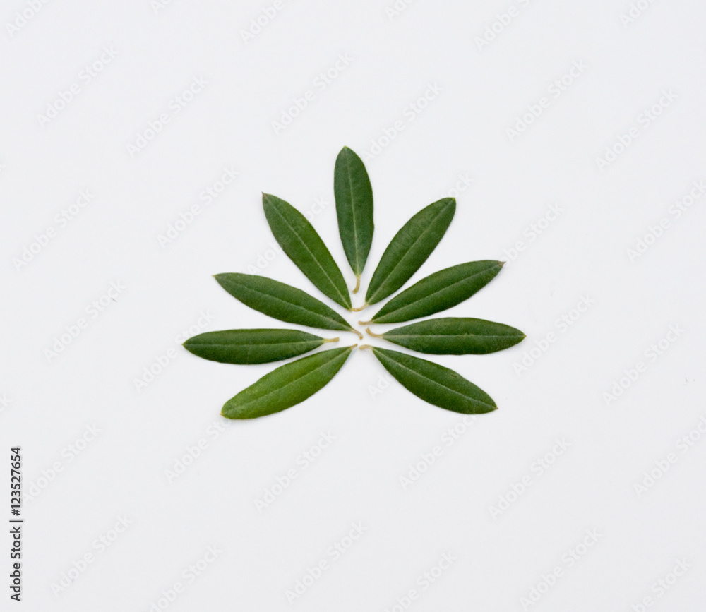 Fresh olives with leaves on White Background Fresh olives with leaves on White Background
