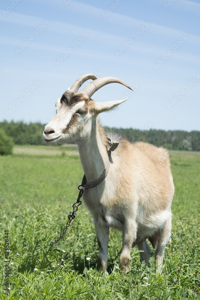 Goat grazing in a meadow. Close-up. Goat grazing in a meadow. Close-up.