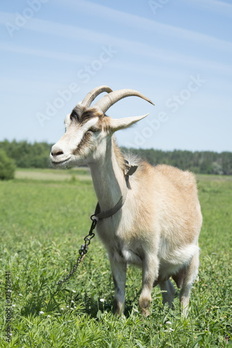 Goat grazing in a meadow. Close-up. © tsomka