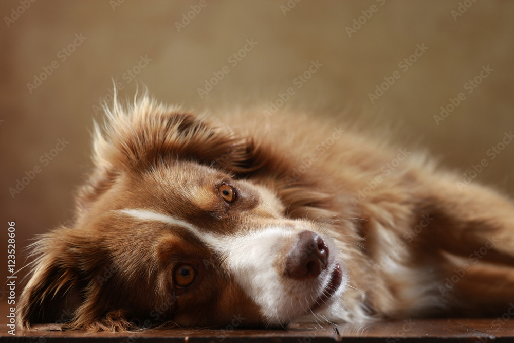 Australian Shepherd im Studio