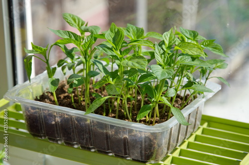 Pepper seedlings in plastic trays on the window