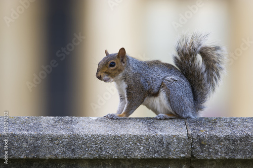 Gray squirrel in the city