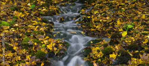 Water stream and fall yellow leavs.