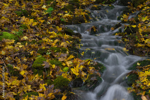 Water stream and fall yellow leavs.